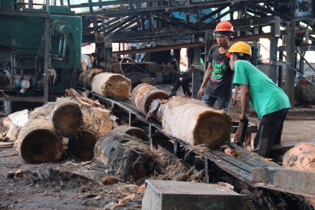 Pemprov Papua Berencana Bantu Gergaji Pohon Untuk Masyarakat Olah Sagu