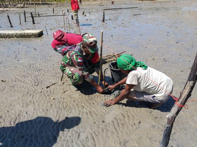 Cegah Abrasi,  Koramil Okaba dan Masyarakat Kampung Wamal Tanam Pohon Bakau