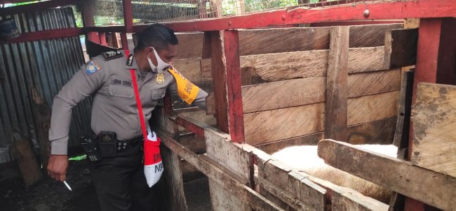 Program Kasuari, Binmas Noken Tinjau Ternak Babi Binaan Di Kampung Honelama Dua