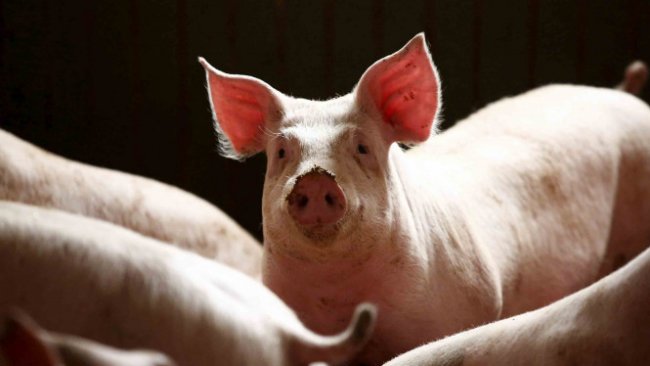 Ilmuwan Berhasil Transplantasi Paru-paru Kepada Babi