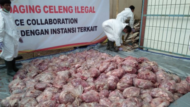 4,6 Ton Daging Celeng yang Mengandung Cacing Dimusnahkan