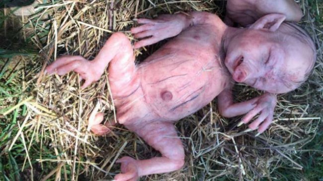 Publik Digegerkan Vidio dan Foto Kelahiran Babi yang Mirip Manusia