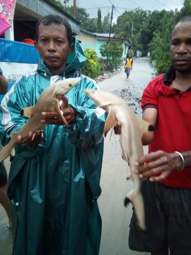 Heboh, 4 Anak Hiu Ditemukan Pasca  Banjir Bandang Jayapura  