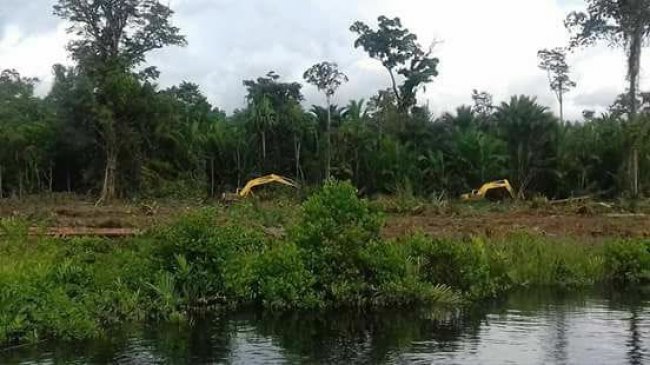 Bupati Teluk Bintuni Didesak Cegat Laju Deforestasi dan Degradasi Hutan Mangrove