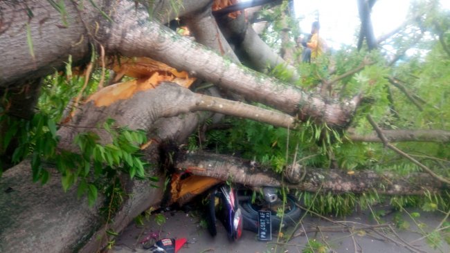 Pohon Tumbang, 3 Warga Dilarikan Ke Rumah Sakit