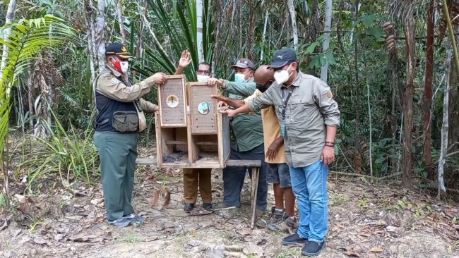 BBKSDA Papua Lepasliarkan Burung Cenderawasih Kuning di Rhepang Muaif