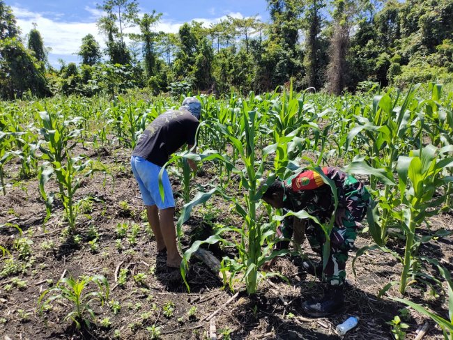 Kodim Yahukimo Dampingi Petani Kelola Lahan Jagung Seluas 1 Hektar di Dekai