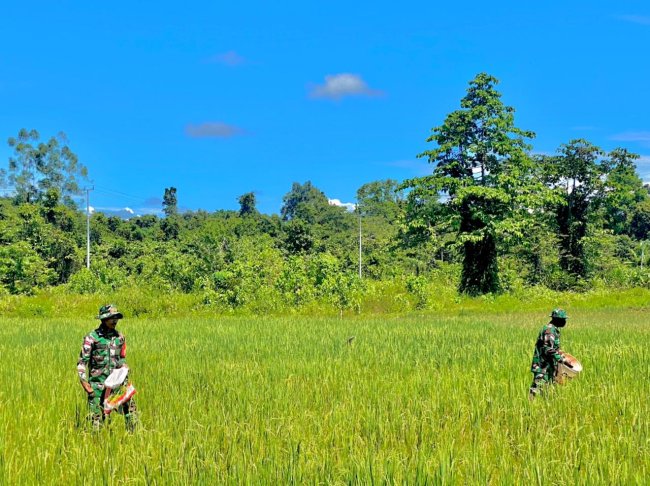 Personel Kodim Yahukimo Bantu Petani Garap Lahan Padi di Dekai