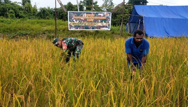 Personil Kodim Yahukimo Hadiri Panen Raya Perdana bersama Masyarakat Kampung Maruku