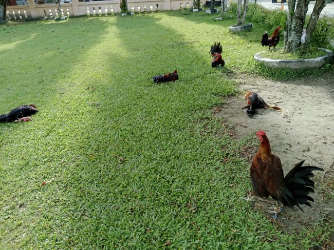Polisi Grebek Judi Sabung Ayam di Jayapura, Empat Warga Diamankan
