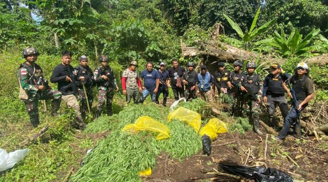 TNI Temukan Ladang Ganja Seluas 600 Meter di Distrik Waris