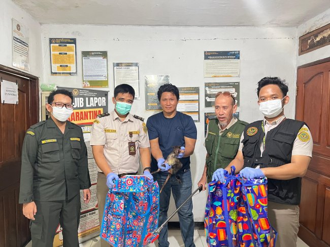 Karantina Papua Gagalkan Penyelundupan Tiga Ekor Kangguru Tanah Karantina Papua Gagalkan Penyelundupan Tiga Ekor Kangguru Tanah