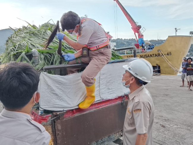 Karantina Papua Periksa 10 Ekor Sapi Kurban Tujuan Mamberamo Raya Karantina Papua Periksa 10 Ekor Sapi Kurban Tujuan Mamberamo Raya