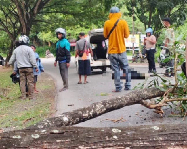 Seorang Pengendara Motor Meregang Nyawa Tertimpa Pohon Tumbang di Jayapura Seorang Pengendara Motor Meregang Nyawa Tertimpa Pohon Tumbang di Jayapura
