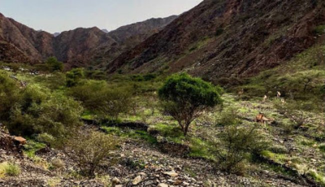Lembah Tayeh di Arab Saudi Menghijau, Pertanda Kiamat?