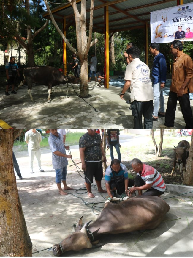 Satgas Gakkum ODC-2025 sembelih 2 ekor sapi di Posko Jayapura Dalam Rangka Idul Adha 1446 H Satgas Gakkum ODC-2025 sembelih 2 ekor sapi di Posko Jayapura Dalam Rangka Idul Adha 1446 H
