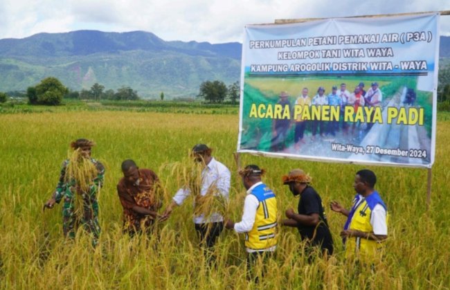 Perkumpulan Petani Pemakai Air Panen Perdana Padi di Papua Pegunungan