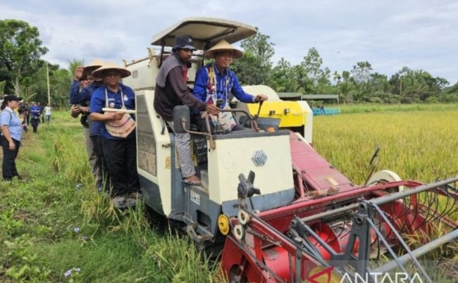 Program Swasembada Pangan di Papua Disesuaikan Potensi Daerah