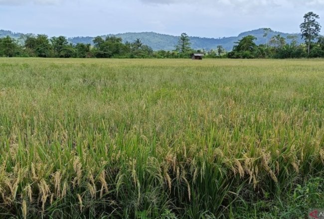 Pemkot Jayapura Kembangkan 10 Hektare lahan Untuk Menanam Padi