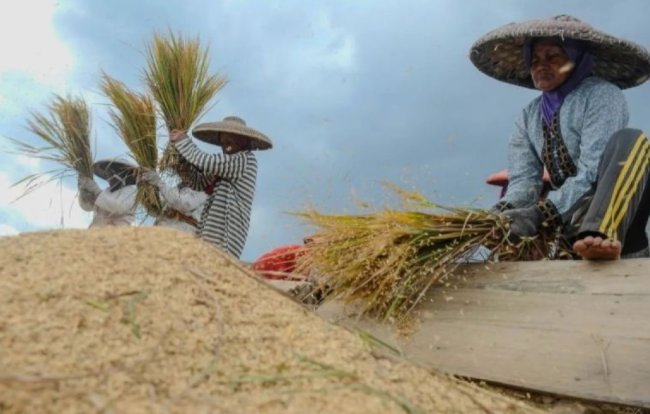 Optimalkan Penggarapan Lahan di Lokasi Food Estate di Kabupaten Merauke