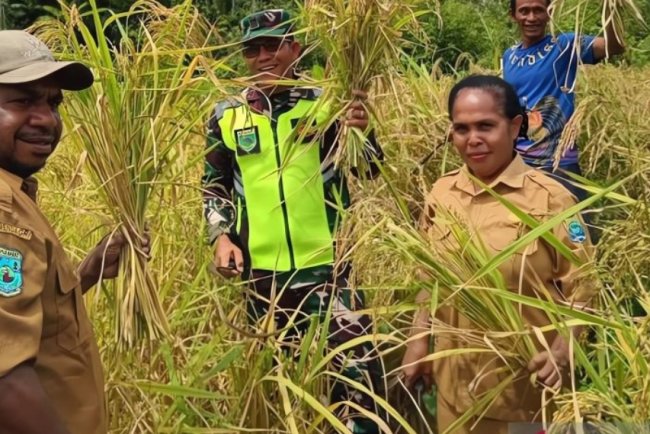 Tambrauw Manfaatkan Dua Hektare Lahan Tidur Perkuat ketahanan pangan