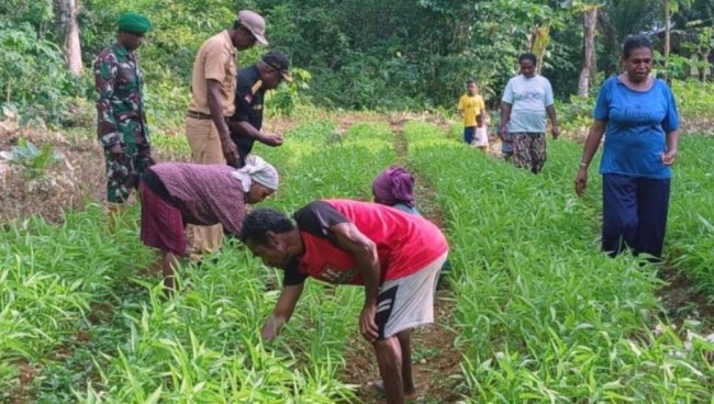 LMA Biak Dukung Program Ketahanan Pangan TMMD Biak