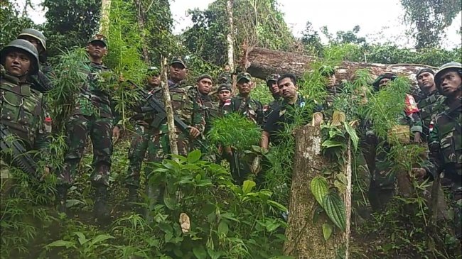 Prajurit Satgas Pamtas Yonif 126/KC Temukan Ladang Ganja di Perbatasan RI-PNG