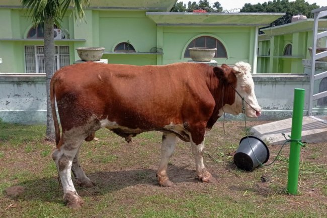 Perayaan Idul Adha 1446/H, Papua Terima Bantuan 13 Ekor Sapi Qurban dari Presiden Perayaan Idul Adha 1446/H, Papua Terima Bantuan 13 Ekor Sapi Qurban dari Presiden