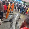 Seorang Warga di Timika Papua Tewas Dimakan Buaya
