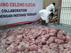 4,6 Ton Daging Celeng yang Mengandung Cacing Dimusnahkan 4,6 Ton Daging Celeng yang Mengandung Cacing Dimusnahkan