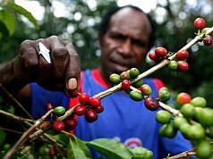 Begini Tanggapan YAPKEMA Terkait Upaya Bupati Paniai Kembangkan Kopi di Daerahnya Begini Tanggapan YAPKEMA Terkait Upaya Bupati Paniai Kembangkan Kopi di Daerahnya