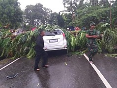 Pohon Tumbang dan Menimpa Mobil, Satu Anggota Polisi Tewas Pohon Tumbang dan Menimpa Mobil, Satu Anggota Polisi Tewas