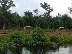 Bupati Teluk Bintuni Didesak Cegat Laju Deforestasi dan Degradasi Hutan Mangrove Bupati Teluk Bintuni Didesak Cegat Laju Deforestasi dan Degradasi Hutan Mangrove