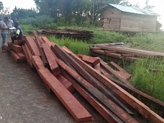Dishut Papua Barat Terima Laporan Penangkapan Kayu di Sorong Dishut Papua Barat Terima Laporan Penangkapan Kayu di Sorong