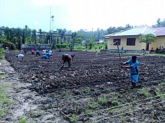 Babinsa Warbah dan Dinas Pertanian Gelar Praktek Bercocok Tanam di SMKN Wapoga Babinsa Warbah dan Dinas Pertanian Gelar Praktek Bercocok Tanam di SMKN Wapoga