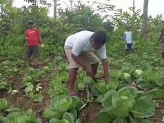 Ekonomi Kerakyatan Jadi Fokus Utama Pemda Biak, Ini Hasilnya Ekonomi Kerakyatan Jadi Fokus Utama Pemda Biak, Ini Hasilnya