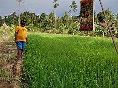 Wow Ternyata di Pegunungan Papua, Padi Tumbuh Subur Wow Ternyata di Pegunungan Papua, Padi Tumbuh Subur