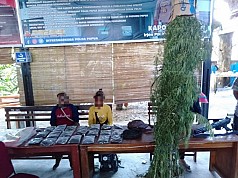 Tidak Ada Penghasilan Tetap, Suami-Istri Jadi Petani Ganja di Perbatasan RI-PNG Tidak Ada Penghasilan Tetap, Suami-Istri Jadi Petani Ganja di Perbatasan RI-PNG