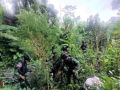 Satgas TNI Yonif 126/KC Temukan Ladang Ganja Seluas 400 Meter di Perbatasan RI-PNG Satgas TNI Yonif 126/KC Temukan Ladang Ganja Seluas 400 Meter di Perbatasan RI-PNG