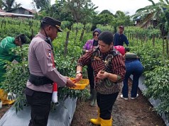 Polisi Bersama Komunitas Cap Panah Merah, Panen Cabai dan Tomat di Merauke Polisi Bersama Komunitas Cap Panah Merah, Panen Cabai dan Tomat di Merauke