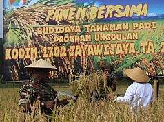 Dandim Athenius Pimpin Panen Raya Padi, Salah Satu Program Unggulan Kodim Jayawijaya Dandim Athenius Pimpin Panen Raya Padi, Salah Satu Program Unggulan Kodim Jayawijaya