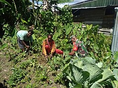 Dukung Program Ketahanan Pangan, Babinsa 1714-01/Mulia Dampingi Petani Berkebun Dukung Program Ketahanan Pangan, Babinsa 1714-01/Mulia Dampingi Petani Berkebun