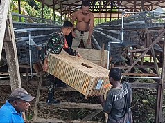 Menopang Perekonomian Lokal, Babinsa: Mari Tong Beternak Ayam Menopang Perekonomian Lokal, Babinsa: Mari Tong Beternak Ayam