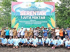 Dukung Program Ketahanan Pangan, Polda Papua Sulap Lahan Alang alang jadi Perkebunan Jagung Dukung Program Ketahanan Pangan, Polda Papua Sulap Lahan Alang alang jadi Perkebunan Jagung