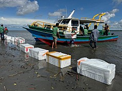 Freeport Tebar 10.000 Anakan Ikan Barramundi dan 500 Kepiting Bakau di Muara Sungai Ajkwa Freeport Tebar 10.000 Anakan Ikan Barramundi dan 500 Kepiting Bakau di Muara Sungai Ajkwa
