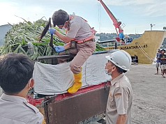 Karantina Papua Periksa 10 Ekor Sapi Kurban Tujuan Mamberamo Raya Karantina Papua Periksa 10 Ekor Sapi Kurban Tujuan Mamberamo Raya
