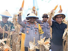 Kapolda Papua Pimpin Panen Raya Jagung Kuartal III, Wujudkan Dukungan Polri terhadap Swasembada Pangan Kapolda Papua Pimpin Panen Raya Jagung Kuartal III, Wujudkan Dukungan Polri terhadap Swasembada Pangan