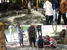 Satgas Gakkum ODC-2025 sembelih 2 ekor sapi di Posko Jayapura Dalam Rangka Idul Adha 1446 H Satgas Gakkum ODC-2025 sembelih 2 ekor sapi di Posko Jayapura Dalam Rangka Idul Adha 1446 H