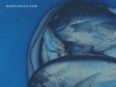 Ikan Segar dan Baju Lebaran Penyebab Inflasi Papua Barat