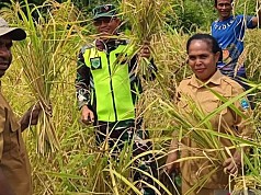 Tambrauw Manfaatkan Dua Hektare Lahan Tidur Perkuat ketahanan pangan Tambrauw Manfaatkan Dua Hektare Lahan Tidur Perkuat ketahanan pangan